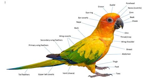 parotting|Parroting .